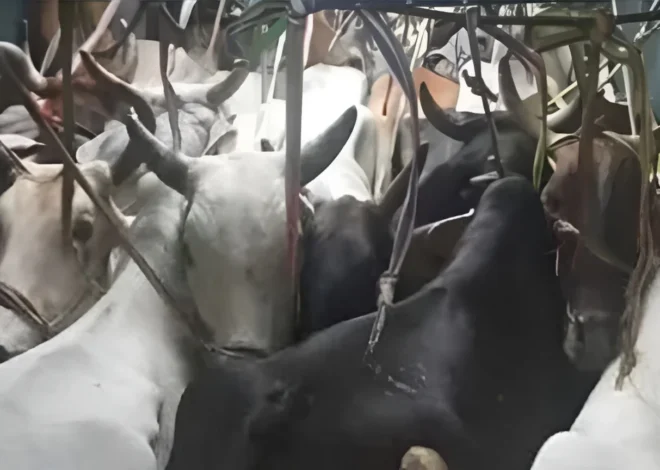 Buxar Cattle Smuggling Case