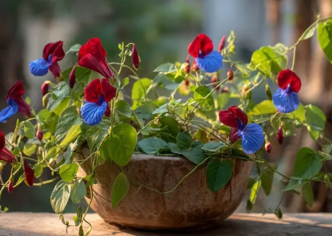 Aparajita Winter Care Tips: सर्दियों में अपराजिता सूख रही है? ये आसान देखभाल अपनाइए और फरवरी में फिर देखें जबरदस्त ग्रोथ