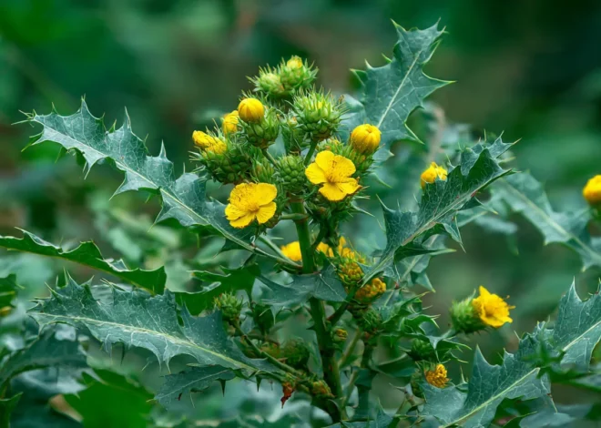 Satyanashi Plant Benefits:सड़क किनारे उगने वाला ये पीला पौधा कर देता है “रोगों का सत्यानाश”, लेकिन एक गलती बन सकती है जानलेवा!