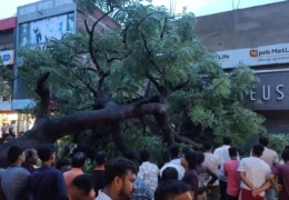 Buxar Piparpanti Road Tree Fallen