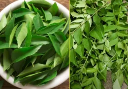 Curry Leaves Benefits: रोज करी पत्ता खाने से क्या होता है? जानिए फायदे और सावधानियां