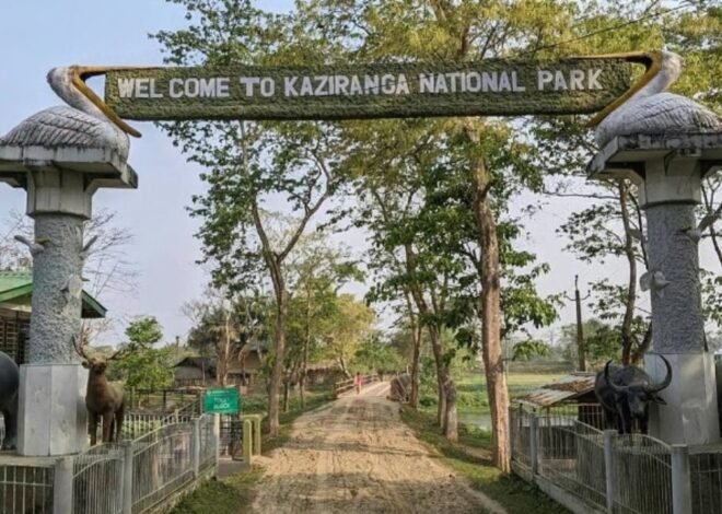 काजीरंगा में फिर दिखेंगे गैंडे और बाघ, जीप सफारी शुरू; यात्रा से पहले जानिए टाइमिंग और जरूरी बातें