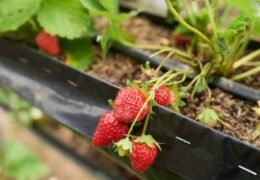 Strawberry Plant Growing Guide in Pot at Home
