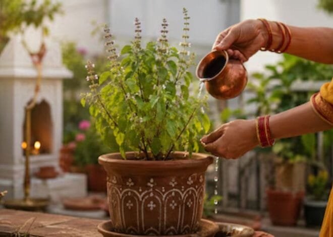 तुलसी का पौधा घर में कहां रखें? इन जगहों पर रखने से बचने की मान्यता, जानें सही दिशा