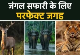 Wildlife Safari Near Delhi